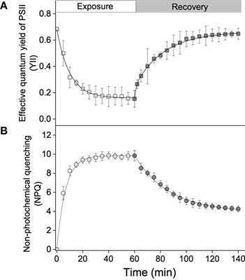 Xanthophyll cycle-related non-photochemical quenching protects Sargassum thunbergii from high light-induced photoinhibition